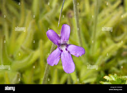 Image result for Lentibulariaceae