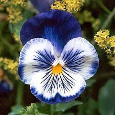Pin On Flowers