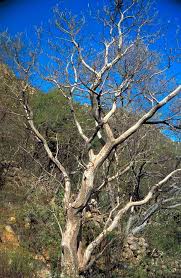 Image result for Priva flabelliformis