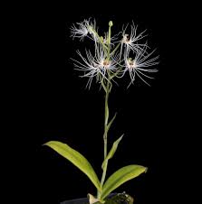 Image result for Habenaria macrostele