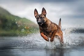 pin on belgijskaya ovcharka