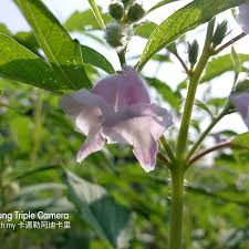 Image result for Sesamum radiatum