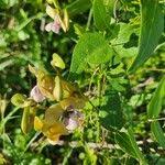 Image result for Wajira grahamiana