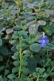 Image result for Streptocarpus eylesii