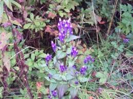Maybe you would like to learn more about one of these? Purple Flowers Are The Best Kind Picture Of Asheville North Carolina Mountains Tripadvisor