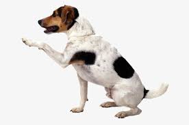 Dogs Dog Background Dog Shaking Dogs