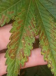 Brown Spots Moving Inwards From Marijuana Leaves Environmental Stress I Love Growing Marijuana Forum By Robert Bergman