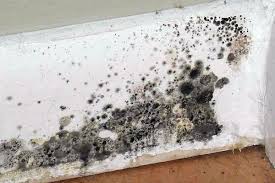 Боролись с неприятностью заговорами, а когда это не помогало. Chem Opasna Chernaya Plesen Na Stenah Vliyanie Na Zdorove Kak Izbavitsya Effektivnoe Sredstvo