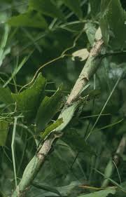 Image result for Eremospatha haullevilleana