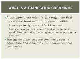 The foreign dna is called the transgene. Understanding The Application Ppt Download