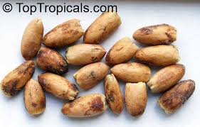 Image result for Berchemia discolor