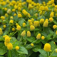 Image result for Spilanthes costata