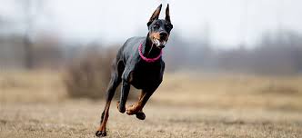 Just when everyone sits down for dinner, you hear the pounding of four furry paws as your chocolate lab dashes *notice: 10 Best High Calorie Dog Food January 2021 Reviews