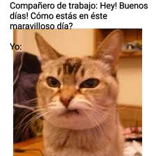 Use images for your pc, laptop or phone. Fb Catskittycool Cat Memes Funny Cat Memes Cats