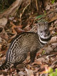 Malay Civet By Fiona236a Funkysafari Unusual Animals Animals Beautiful Rare Animals