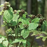 Image result for Vincetoxicum