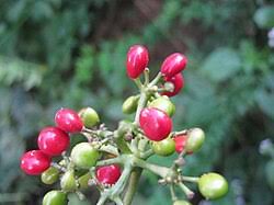 Image result for Cissampelos