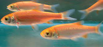 Maybe you would like to learn more about one of these? Are Golden Orfe Good Pond Fish Pond Trade Magazine