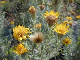 Image result for Heterotis canescens