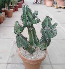 Image result for Euphorbia cooperi