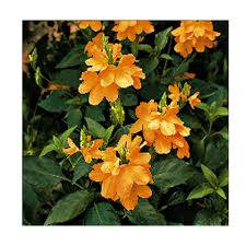 Image result for Crossandra