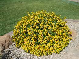 Yellow Lantana Yellow Lantana Landscaping Pinterest Shrub Border
