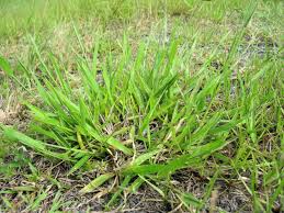 Image result for Urochloa eminii