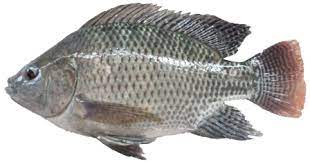 Disebabkan oleh kandungan protein dalam beras. Asal Usul Ikan Nila Superperikanan