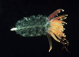 Image result for Microcoelia physophora