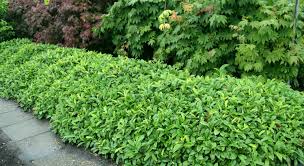 Un grand choix de végétaux pour toutes les zones difficiles à planter, notamment , les talus très en pente, pour habiller des pieds de murets ou de. Couvre Sols Et Talus Vente Plantes Couvre Sol Et Plantes Pour Talus Prix Pas Cher Leaderplant