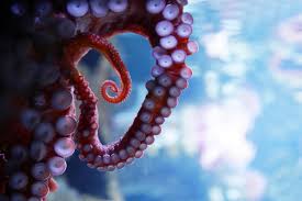 After january 29, 2021, u.s. Milliardenschwerer Investmentfonds Stellt Sich Hinter Kraken Btc Echo