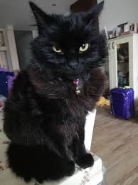 H'Attard Stray Animal Support Group