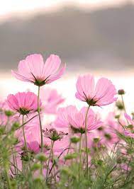 Cosmos Flowers Cosmos Flowers Flowers Beautiful Flowers