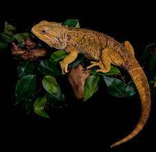 Maybe you would like to learn more about one of these? Bearded Dragon On Branch Digital Art By Emma Vernel