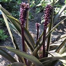 Image result for Eucomis