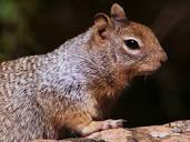 Rock squirrel - Wikipedia