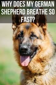 This is perfectly normal, your little pup may have expended a lot of energy and considering that a dog only has sweat glands on their feet, they often cool down by panting with their mouth wide open. If Your German Shepherd Has Been Breathing Fast This Post Will Help You Figure Out Why German Shepherd Puppies German Shepherd German Shepherd Training