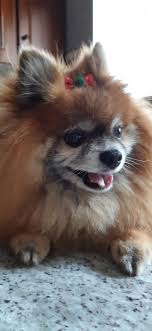 Later in college, i had a. Royal Mobile Dog Grooming Home Facebook