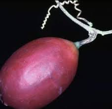 Image result for Trochomeria macrocarpa