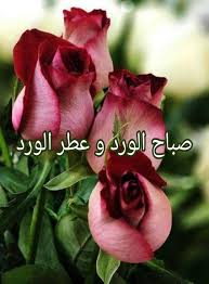pin by hayam eldeep on mimi morning flowers good morning flowers flowers