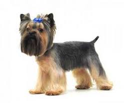 This is the style that the breed generally sports at dog shows sponsored by the american kennel club, which is why it's considered the quintessential yorkie cut. 100 Yorkie Haircuts For Males And Females Cute Yorkshire Terrier Hairstyles And Cuts