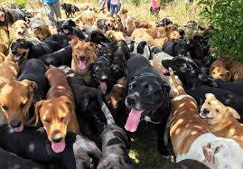 This Stray Dog Paradise In Costa Rica Is The Ultimate Zoo Dogs No Kill Animal Shelter Animal Sanctuary