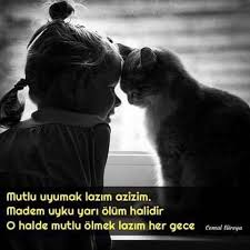 Cemal Sureya Kedi Cok Sirin Hayvanlar Fotograf