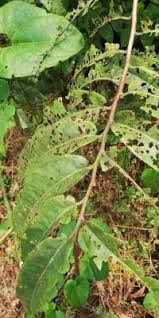Image result for Pycnanthus