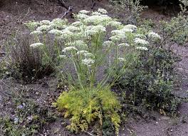 Image result for Afroligusticum