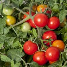Tomato Trailing Red Profusion Patio Vegetable Range Floranova