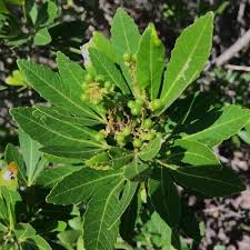 Image result for Allophylus