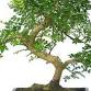 Tropical Bonsai Make & Take