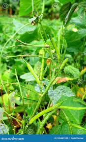 Image result for Cyamopsis