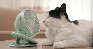Cómo prevenir un golpe de calor en gatos - Petservi